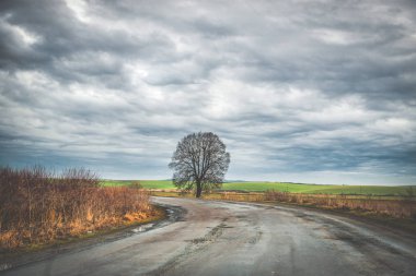 lonely tree by country road clipart