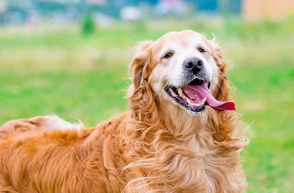 Golden Retriever utomhus — Stockfoto