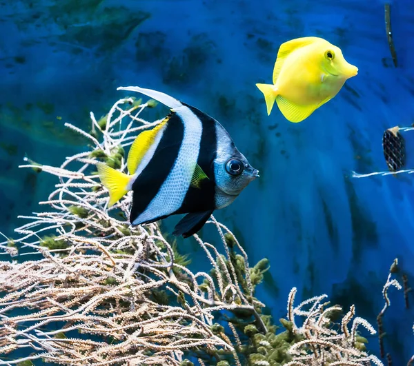 Tropische blauwe vissen en anemoonvis — Stockfoto
