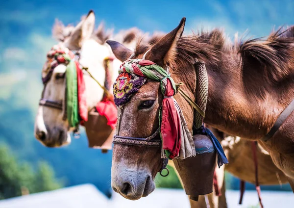 Cavalos no Nepal — Fotografia de Stock