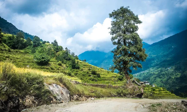 Paisaje verde con árbol en Nepal — Foto de Stock