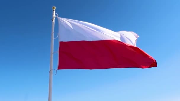 Польський прапор махаючи на вітрі — стокове відео
