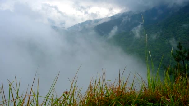 Brume basse enveloppant une forêt verte luxuriante — Video