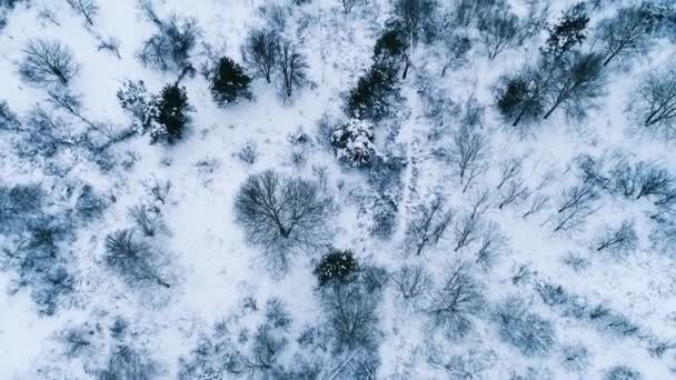 Images aériennes de l'endroit pour skier près de la forêt 