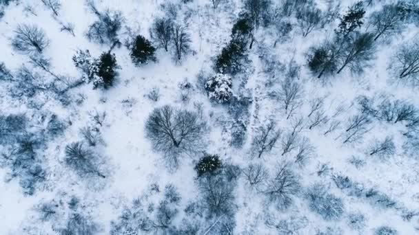森林附近滑雪场所的空中镜头 — 图库视频影像