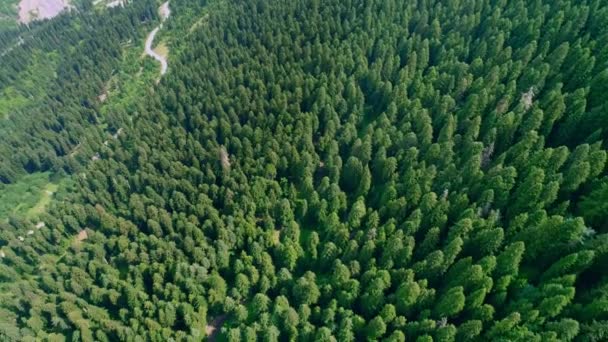 Аэросъемка соснового леса — стоковое видео