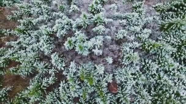 雪下的松林 — 图库视频影像