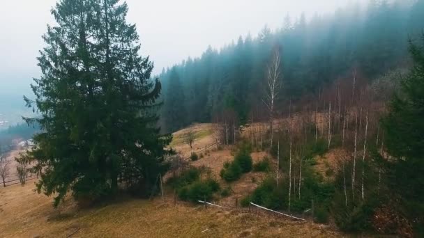 Floresta montanhosa sob o nevoeiro — Vídeo de Stock