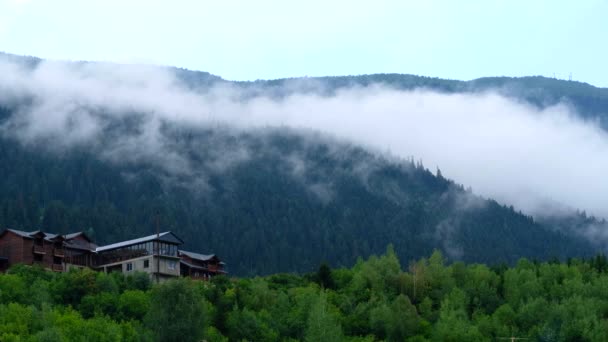 A hegy lejtőjén ködös örökzöld erdő — Stock videók