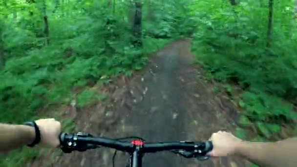 Bicyclist rides through the forest — Stock Video
