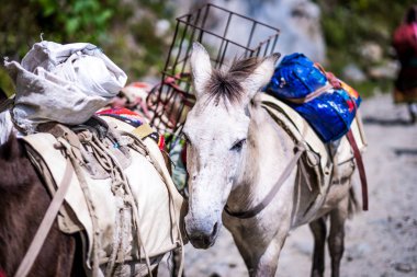 Eşek Nepal Himalayalar izinde