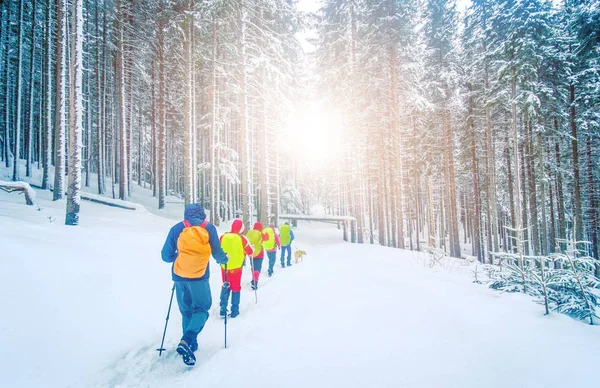 Wandelaars in het besneeuwde bos in de winter — Stockfoto