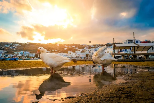 Deux oies dans la flaque au coucher du soleil — Photo