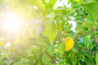 Dalları ile taze limon