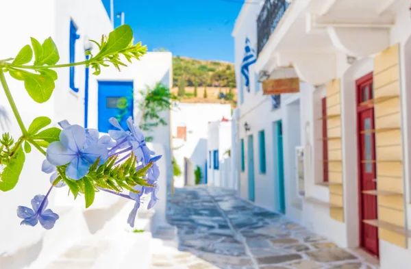 蓝色花以典型的希腊街道背景, Lefkes — 图库照片
