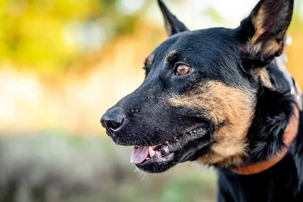 Perro adulto negro — Foto de Stock