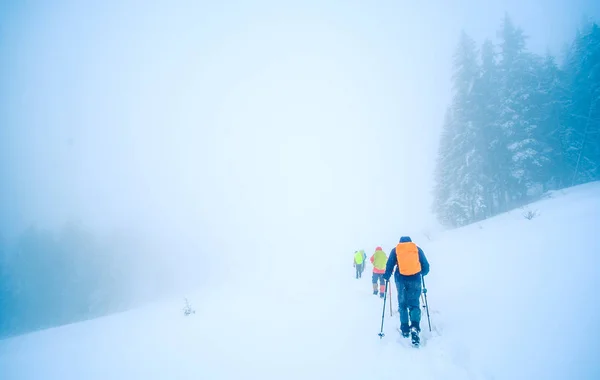 Senderistas en el bosque de pinos cubierto de nieve en invierno —  Fotos de Stock