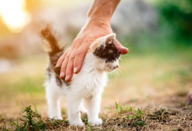 Küçük kedi tarafından okşayarak tatmin
