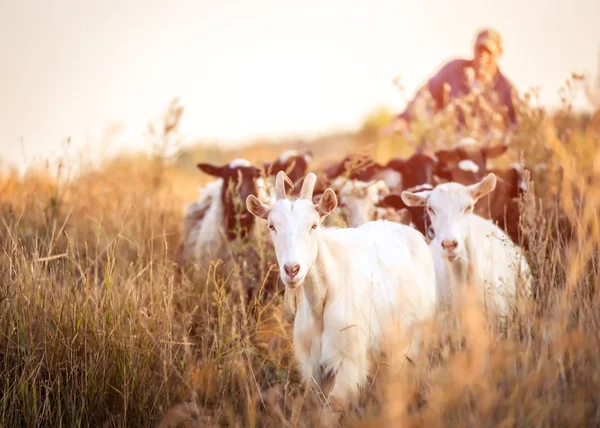 Pastor lidera las cabras — Foto de Stock