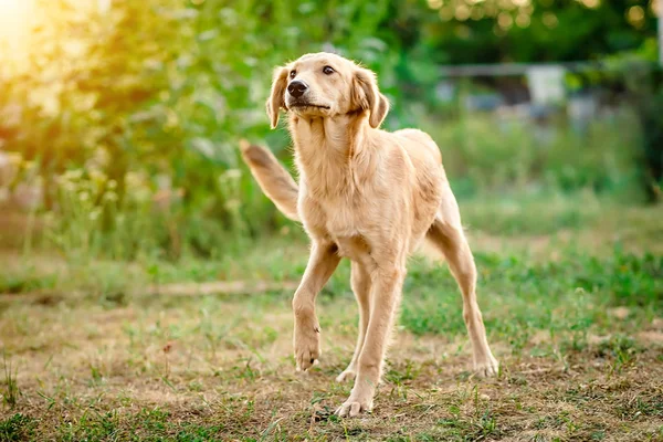 Vaalea turkis koira iloisesti tulossa — kuvapankkivalokuva