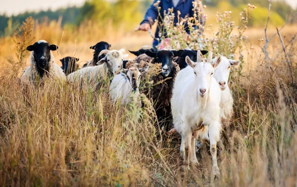 Manada de cabras pretas e brancas — Fotografia de Stock