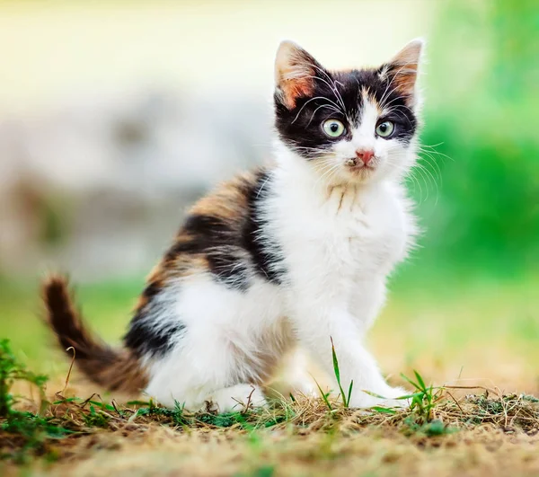 Kleine kitten zittend op het gras — Stockfoto