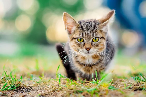 Маленький котенок на открытом воздухе — стоковое фото