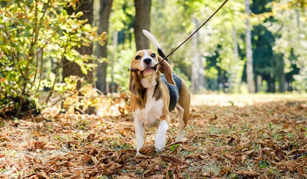 Lindo perro beagle sostiene su correa — Foto de Stock