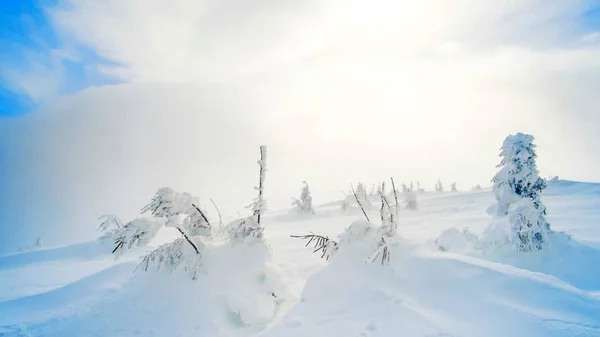 Träd täckta med sbow på kullen berg — Stockfoto