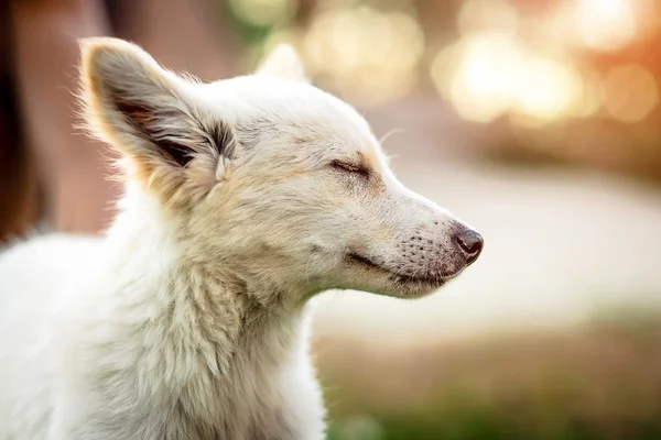 Lindo perrito blanco — Foto de Stock