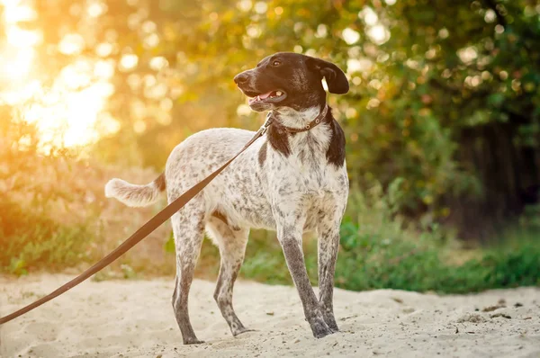 Perro blanco-gris y negro caminando sobre arena — Foto de Stock