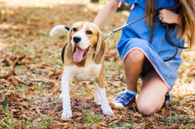 kızlar sarılma beagle köpek oturmak