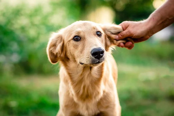 Patrząc tchórzliwy pies światła futro — Zdjęcie stockowe