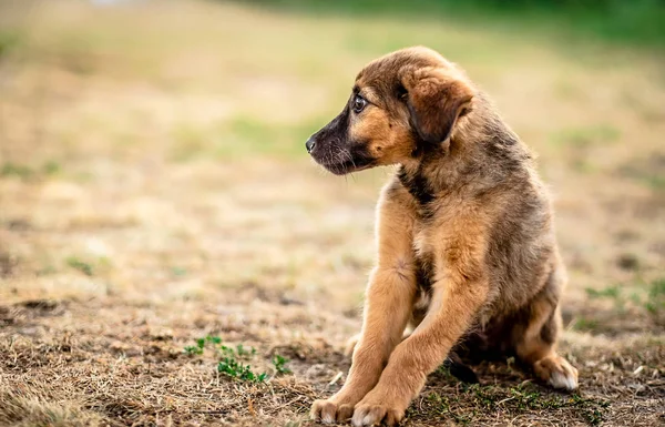 Pequeno filhote de cachorro sem teto obedientemente esperando — Fotografia de Stock