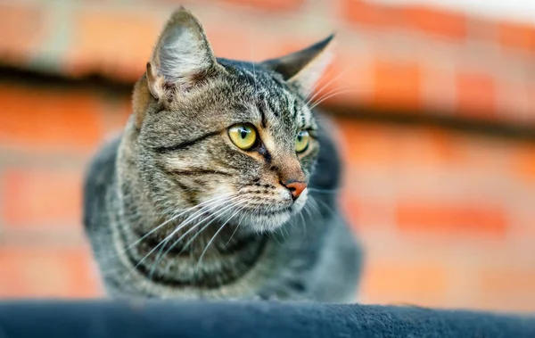 Кошка сидит на крыше — стоковое фото