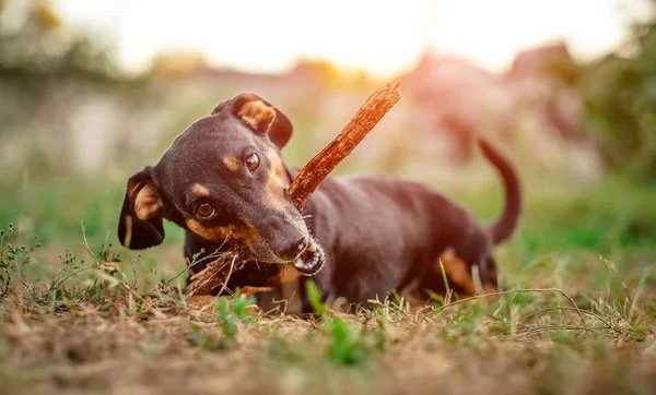 Dachshund juguetón mordisqueando un palo — Foto de Stock