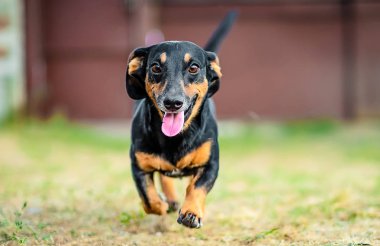 Mutlu dachshund çalıştıran