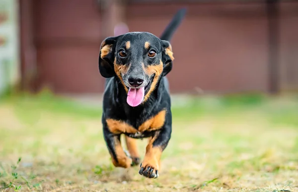 Mutlu dachshund çalıştıran — Stok fotoğraf