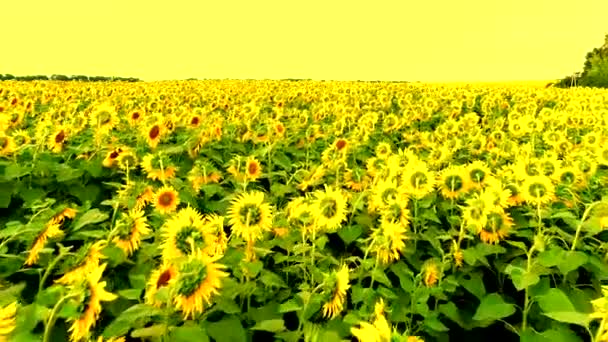 Vista aérea del campo de girasol — Vídeo de stock