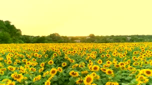 Letecký pohled na slunečnicové pole — Stock video