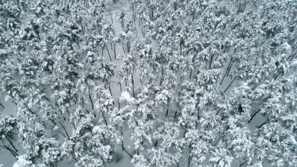 Por encima del bosque de invierno — Vídeos de Stock