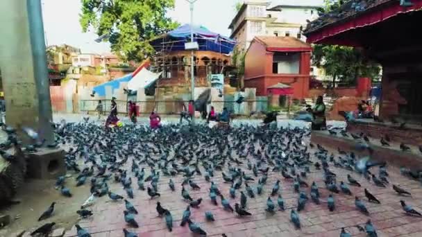 Muchas palomas en la calle — Vídeo de stock