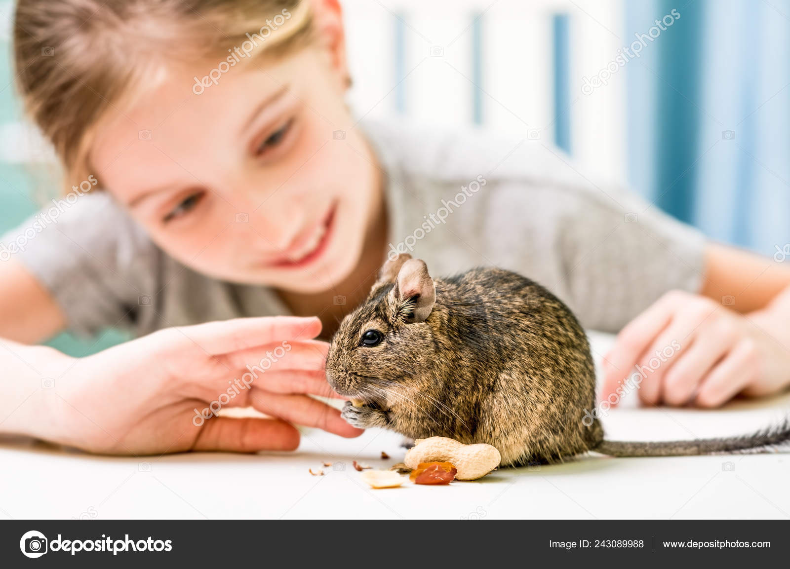 Young girl observe the degu squirrel — Stock Photo © GekaSkr