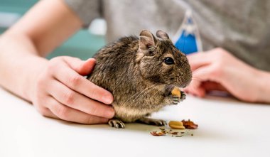 Degu Şili sincap fındık yemek