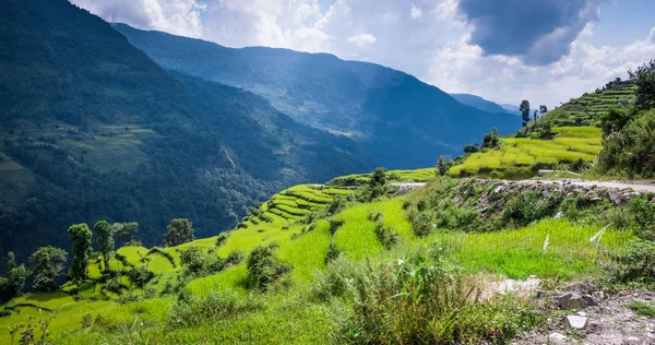Campo verde de arroz en nepal — Foto de Stock