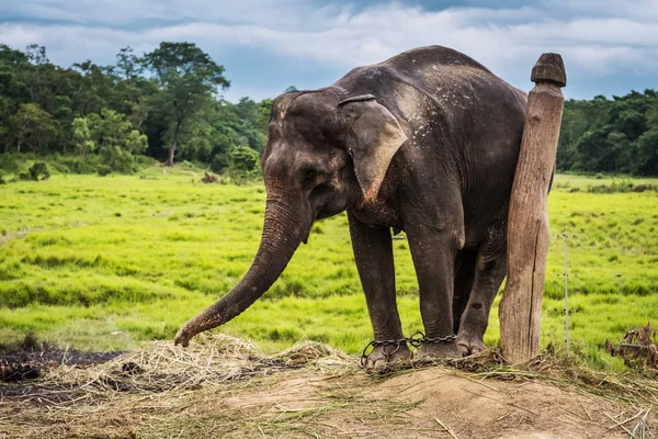 Elefante encadenado a pilar de madera, Nepal — Foto de Stock