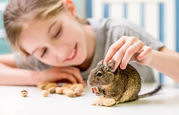 Gadis muda bermain dengan tupai degu — Stok Foto