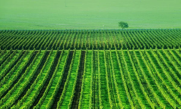 Sonnenscheinbepflanzung — Stockfoto