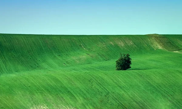 Vue ensoleillée de l'arbre solitaire parmi les champs — Photo
