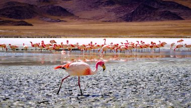 Flamingolar gölde